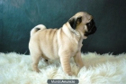 carlinos Pug, excelentes perritos - mejor precio | unprecio.es