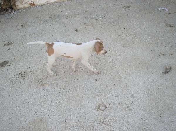 excelente cachorro pointer