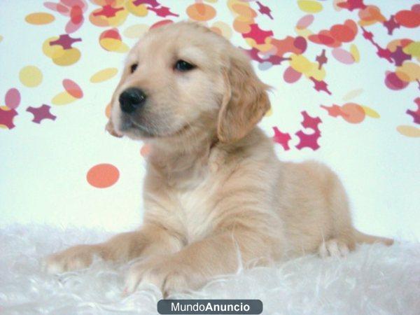 golden retriever con 2 meses cachorros de calidad criados en familia