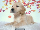 golden retriever con 2 meses cachorros de calidad criados en familia - mejor precio | unprecio.es