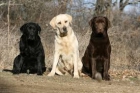 Labrador Retriever - mejor precio | unprecio.es