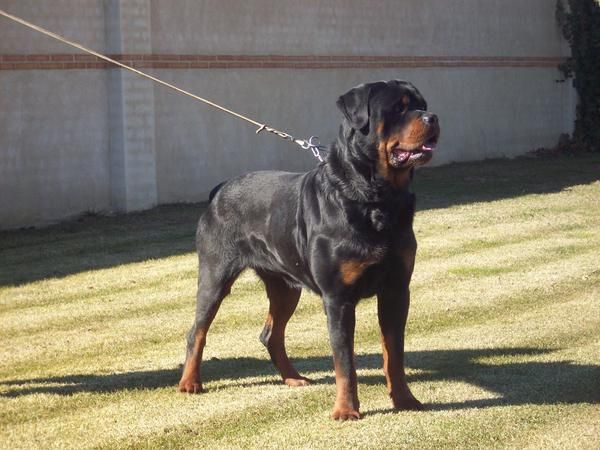 ocasion de cachorros de rottweilers con pedigree