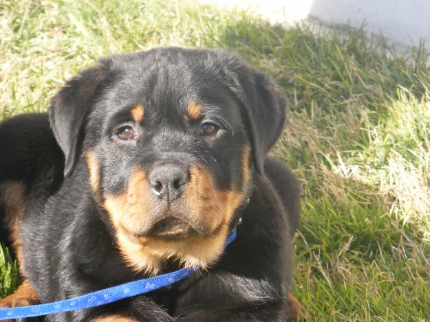 Rottweiler de Pradomonte. Camada disponible