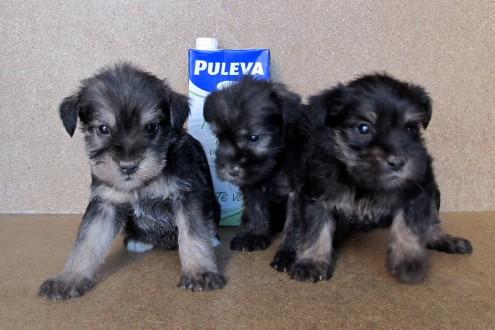 SCHNAUZER MINIS SAL Y PIMIENTA