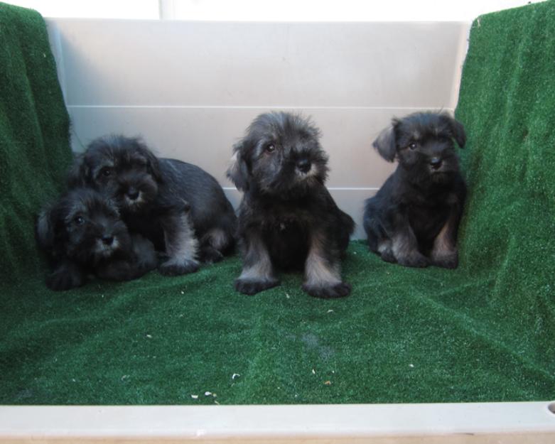 Schnauzers miniatura de color Sal y pimienta preciosos cachorros