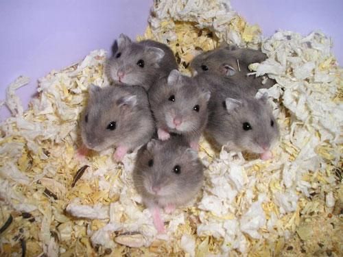 VENDO CAMADA HAMSTER RUSOS MUY ECONOMICOS