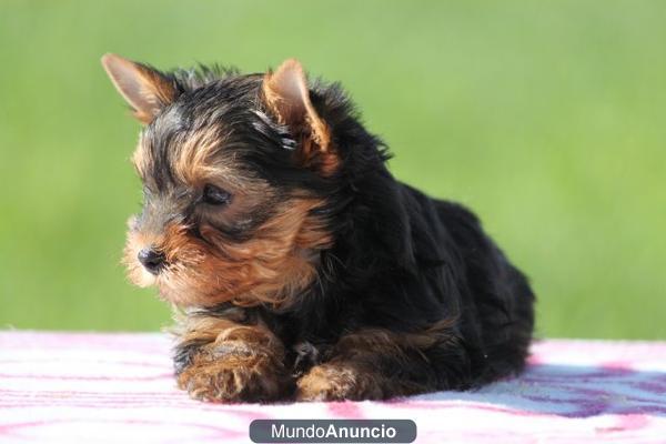 yorkshire terrier mini