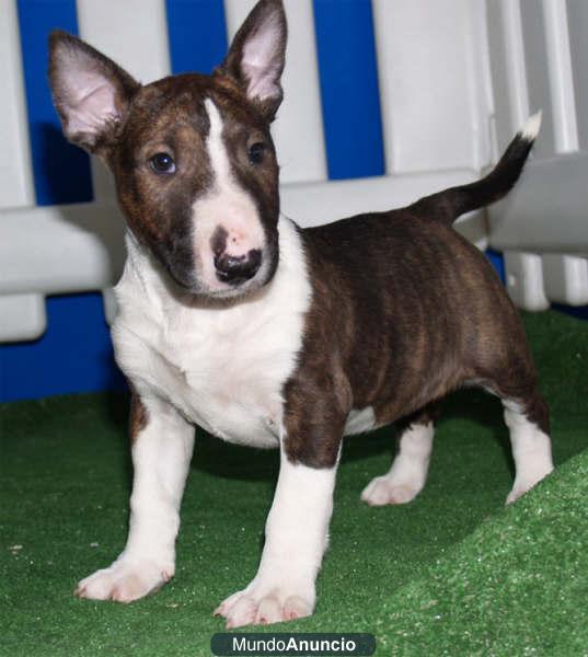 Bullterrier, encantadores y económicos