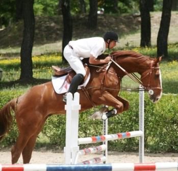 Caballo Internacional de Completo y Salto