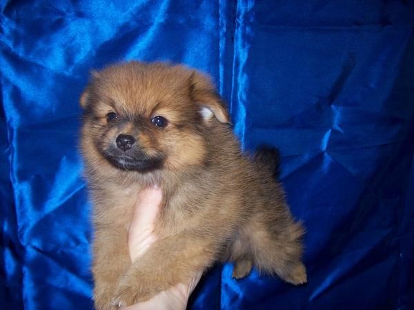 Cachorretes de POMERANIA con pediree 550