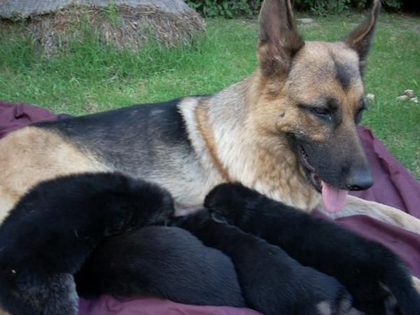 cachorritos de PASTOR ALEMAN libres de displasia