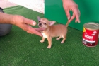 chihuahua chiquitin - mejor precio | unprecio.es