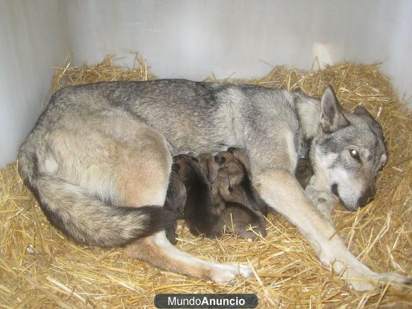 perro lobo checoslovaco cachorros