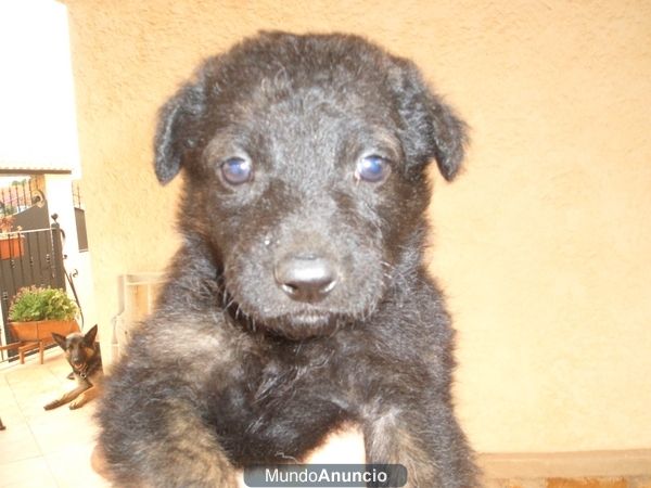 regalo perros de madre pastor aleman y padre mastín