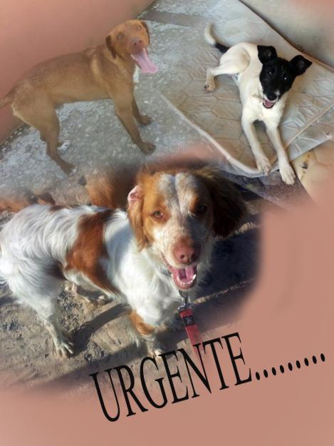 Urgente.... adopcion para estos tres perros