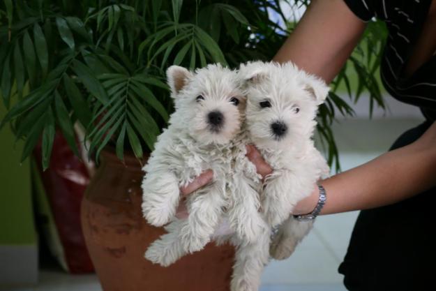 westys y bichon maltes