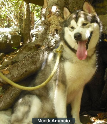 Próxima camada de Alaskan Malamute.