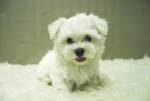 Bichon Maltes Disponibles Cachorros