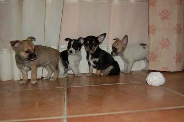 Cachorritos de Chihuahua