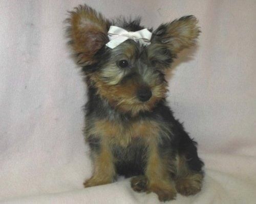 Cachorro de Yorkshire Terrier