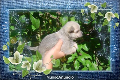 Chihuahua X ultima cachorrita por solo 99 euros