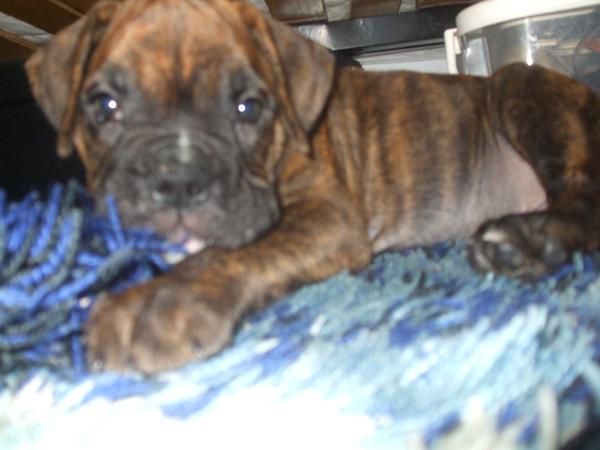 vendo cachorro boxer