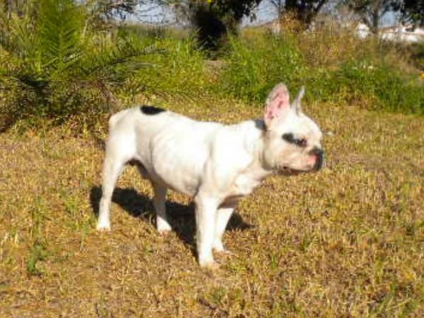 Bulldog frances de 11 meses precio negociable