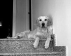 Busco macho de golden retriever para monta - mejor precio | unprecio.es