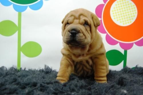 camadita de shar pei, cachorros disponibles con tan solo dos meses de edad, con muchisma arruga, alta calidad