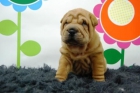 camadita de shar pei, cachorros disponibles con tan solo dos meses de edad, con muchisma arruga, alta calidad - mejor precio | unprecio.es