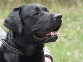 labrador con pedigree para montas, excelente semental