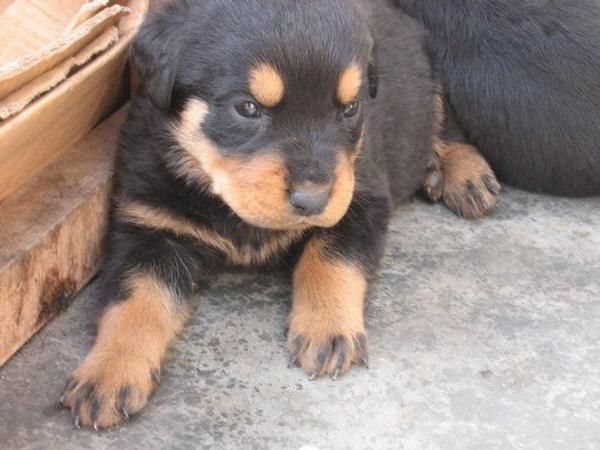 Oportunidad, preciosos cachorritos rottweiler