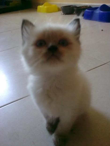 Ragdoll en Venta