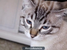 Regalo gato siames tabby point - mejor precio | unprecio.es