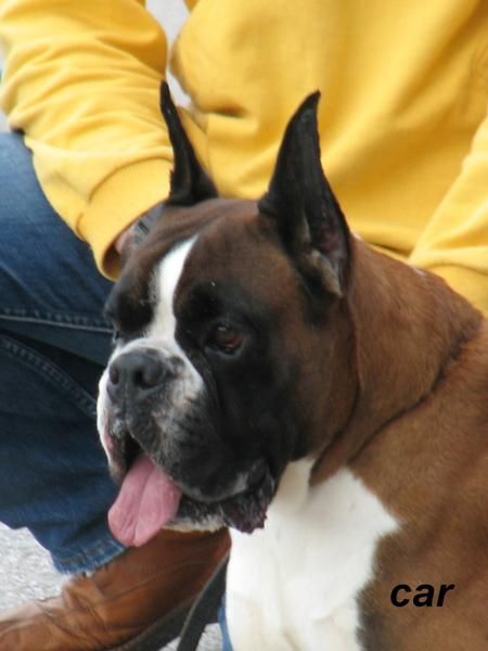 boxer cachorros dorados y atigrados