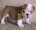 Cachorros de bulldog ingles