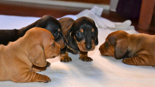 Cachorros teckel de pelo corto miniatura / kaninchen