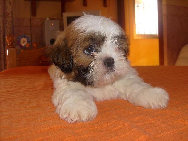 camada de shi tzu a 350 euros