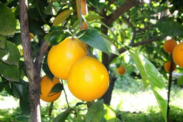 COMPRAR NARANJAS POR INTERNET