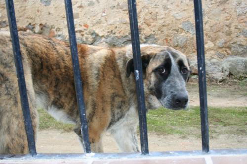 MADRID!!!! UN CACHORRO DE MASTIN BANDONADO EN UN PUEBLO, EN ADOPCIÓN O ACOGIDA.‏