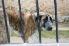 MADRID!!!! UN CACHORRO DE MASTIN BANDONADO EN UN PUEBLO, EN ADOPCIÓN O ACOGIDA.‏ - mejor precio | unprecio.es