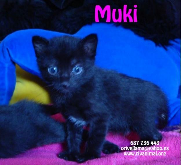 Mafi, Meli y Muki, pekes en adopción. Rivas - Madrid