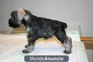 Preciosos Schnauzer miniatura, nacidos en Madrid,