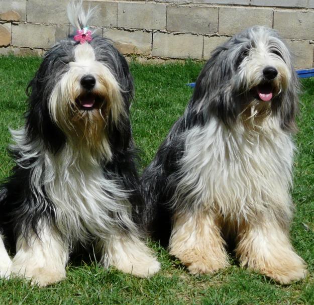 Próxima Camada de Bearded Collie, nacerán del 9 al 14 de Agosto de 2010