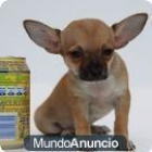 Regalo CHIHUAHUA HEMBRA - mejor precio | unprecio.es