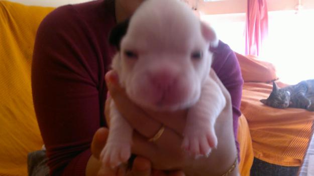 SE VENDEN CACHORROS DE BULLDOG FRANCES