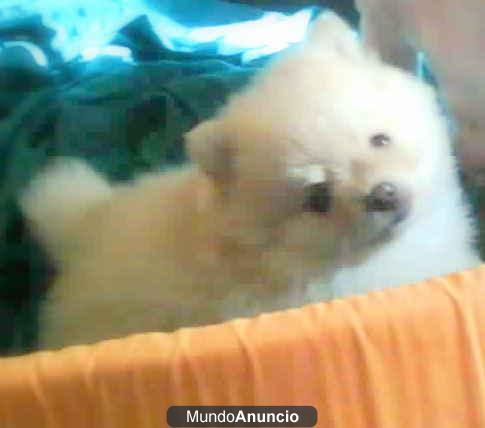 soy particular y vendo 1 solo cachorrito lulu de pomerania TOY con vacunas y pedegriee de campeones todo por 399 euros v