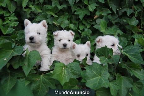 unicos cachorrines de westy con 2 mesecillos; espectacular calidad-precio