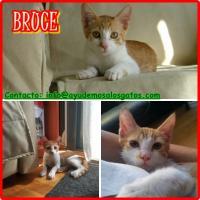 BRUCE Adorable rubito superviviente (Madrid)