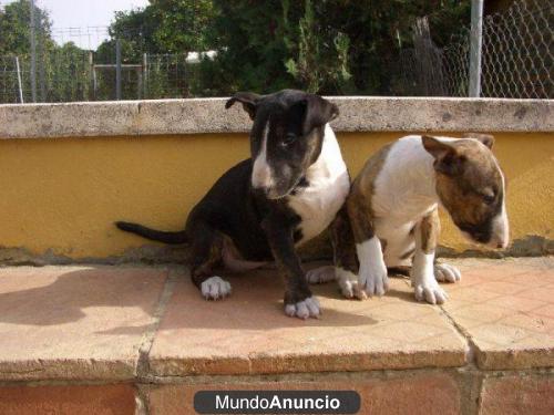 Bull Terrier Cachorros de 150 €